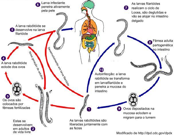 Principais parasitos humanos de transmissão hídrica ou por alimentos Figura 15. Ciclo de vida do Strongyloides stercoralis.
