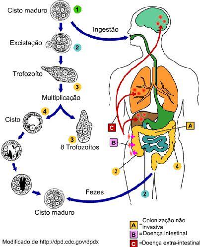 Principais parasitos humanos de transmissão hídrica ou por alimentos Figura 21. Ciclo de vida da Entamoeba histolytica.
