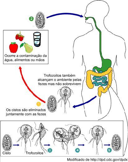 Hornink G.G., Kawazoe U., Perez D., Galembeck E. Figura 23. Ciclo de vida da G. duodenalis. Distribuição geográfica: Cosmopolita. Giardíase está presente em cerca de 200 milhões de pessoas no mundo.