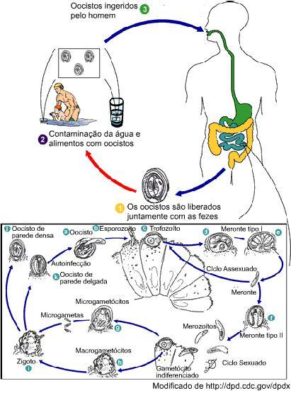 Hornink G.G., Kawazoe U., Perez D., Galembeck E. Figura 25. Ciclo de vida do Cryptosporidium sp.