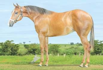 Lote 01 Fêmea - QM - PO - Alazão - 21/10/2015 - P222839 - Cernelha 1,30cm JAZZY JAY TILLY PLAYBOY DOUBLE TILLY 7P TINY TILLY Lote 02 Fêmea - QM - PO - Castanho - 04/08/2012 - P181606 - Cernelha