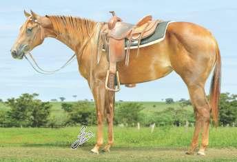 88 pts AQHA. 4º lugar no Campeonato Mundial AQHA. Pai e avô de vários campeões nos EUA, como: JAY LADY BEE, U$8.