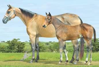 PLAYIN STYLISH: Ganhador de U$ 118,764: pela NCHA. NCHA Open Super Stakes Champion; Augusta Open Futurity Champion.