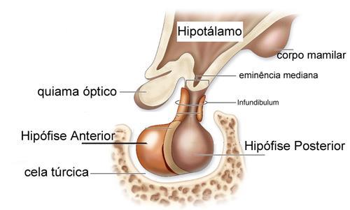 HIPÓFISE ANATOMIA A Hipófise está localizada na base do cérebro em uma depressão óssea chamada de "sela túrcica", e envolvida pela