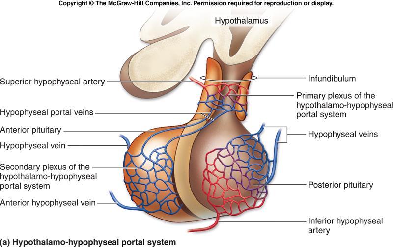 IRRIGAÇÃO HIPÓFISE A irrigação da neurohipófise é feita pela artéria hipofisária posterior. A irrigação da adenohipófise é feita pela artéria hipofisária anterior originária da carótida interna.