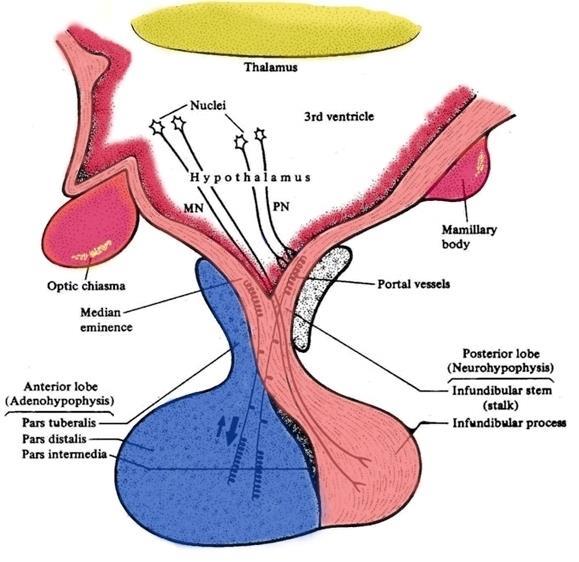 HIPOTÁLAMO ANATOMIA http://www.med.mun.ca/anatomyts/head/brain.gif É a parte do diencéfalo que se encontra localizada ventralmente ao tálamo e forma o assoalho do terceiro ventrículo.