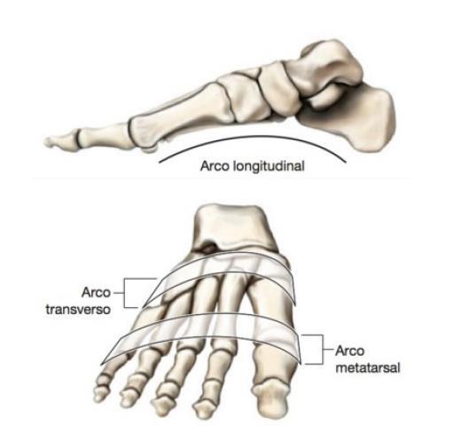 16 Figura 2: Formação do Arco Plantar. Fonte: BEHNKE, 2014.