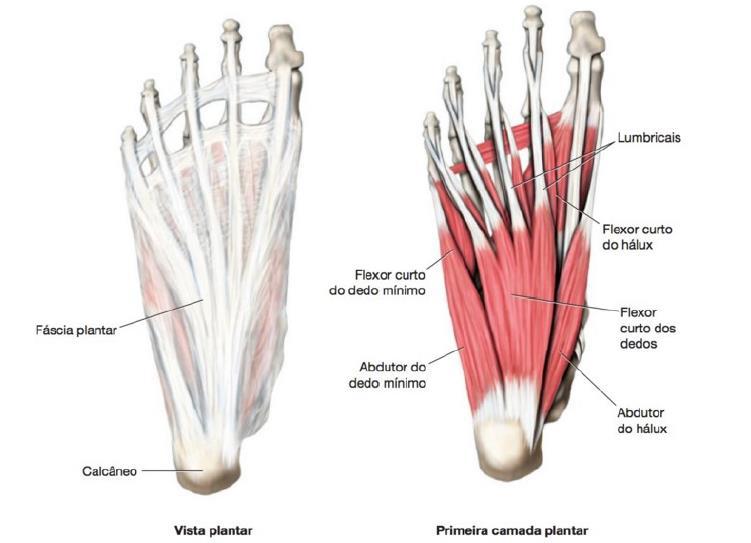 De modo superficial abaixo de todos os músculos da região da superfície plantar é localizada a fáscia plantar, essa estrutura é fibrosa e se origina no calcâneo