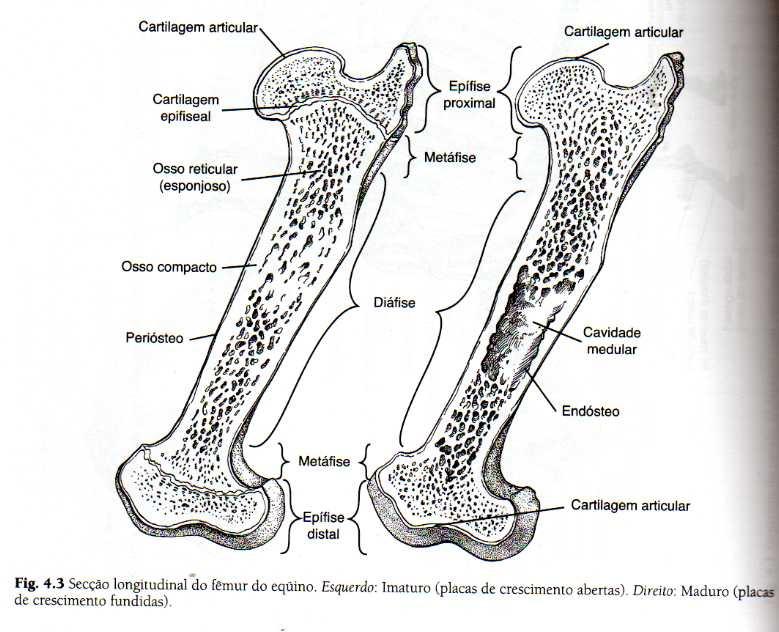 O SISTEMA ESQUELÉTICO OSTEOLOGIA Estudo dos ossos que formam o esqueleto ou a estrutura do corpo Fornece a base para a estrutura externa e aparência dos vertebrados Possuem vasos sanguíneos, vasos