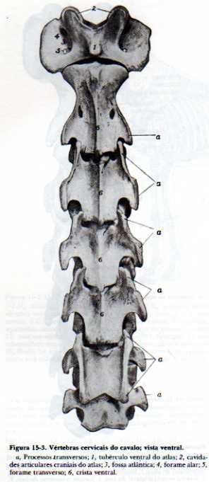 cranialmente e com AXIS caudalmente AXIS Segunda cervical, seu processo