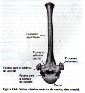 VÉRTEBRAS TORÁCICAS Caracterizadas por processos espinhosos bem desenvolvidos Possui facetas articulares para as costelas Fóveas