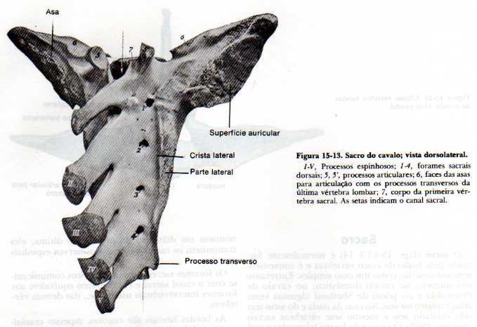 SACRO Com as asas do Ílio Articulado cranialmente a última lombar, caudalmente a primeira caudal e lateralmente as asas do ílio Os