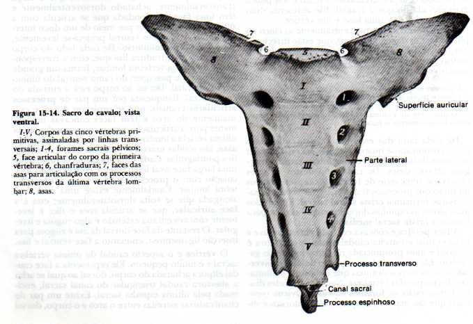 Articula-se com ultima lombar VÉRTEBRAS CAUDAIS (coccígeas) Com as asas do Ílio Formam base óssea da cauda Varia entre espécies De acordo com o comprimento da cauda O tamanho da vértebra decresce em