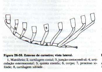 COSTELAS Formam as paredes laterais do tórax Em geral, mesmo número dos vértebras torácicas COSTELA TÍPICA ESPÉCIE NÚMERO DE VERTEBRAS T NÚMERO DE COSTELAS Consiste em uma HASTE óssea Eqüina 18 18