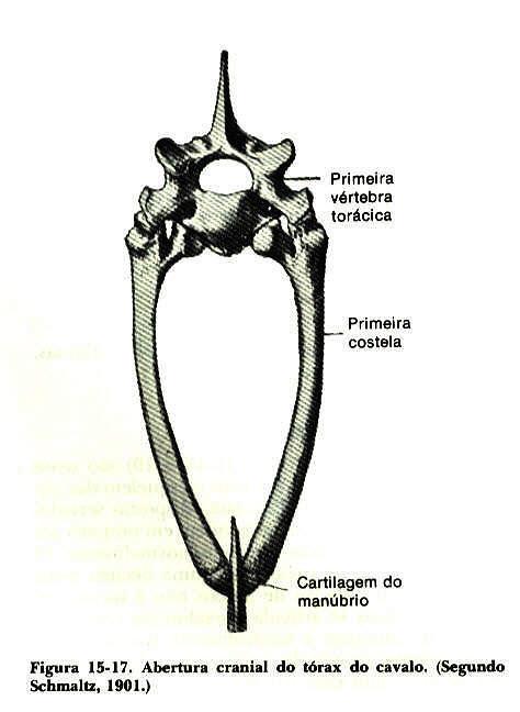 Corpo de 2 vertebras adjacentes Processo transverso da vértebra T Faceta para tubérculo da primeira costela Faceta para cabeça da segunda costela Costelas asternais ou falsas São caudais as costelas