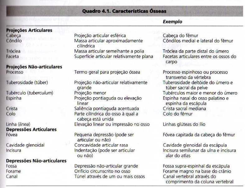 TERMINOLOGIA CARTILAGEM EPIFISIAL (ou disco) Camada da cartilagem hialina Separa a diáfise e epífise na metáfise em ossos imaturos Área em que um osso pode aumentar seu comprimento PERIÓSTEO Membrana