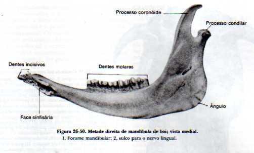 superior Incisivos - exceto nos ruminantes Ventrolateralmente está a Mandíbula Gira sobre a fossa do ossos Temporal