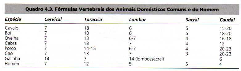 pescoço T vértebras torácicas, região peitoral L vértebras lombares, região