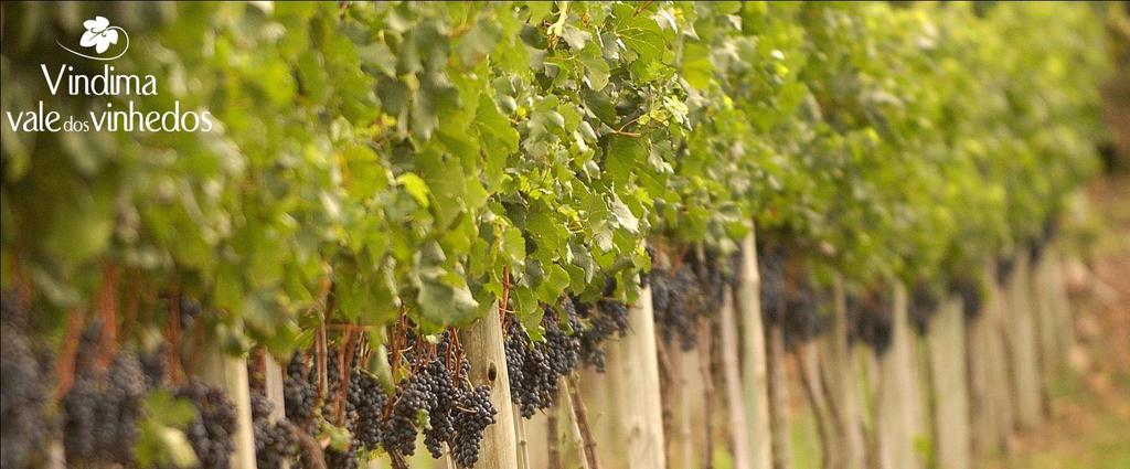 Carnaval no Vale dos Vinhedos de 25 a 28 de fevereiro Onde colher e pisar as uvas? Colheita da uva na Casa Valduga No sábado, dia 25 de fevereiro.