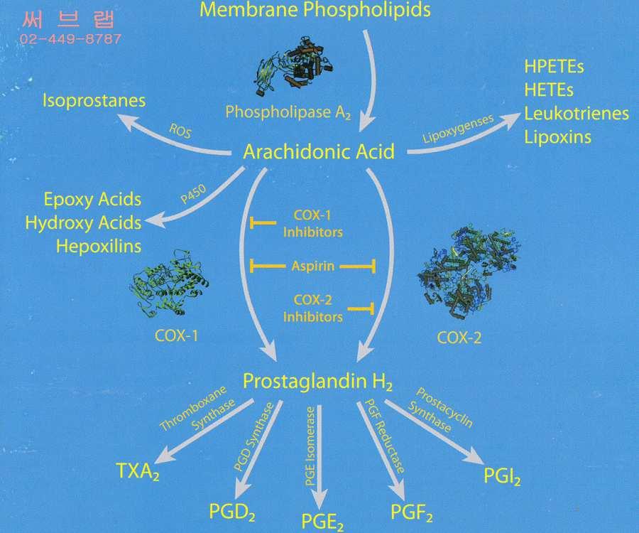 Hormônios Hormônios eicosanoides Ação dependente de receptores de membranas e segundos