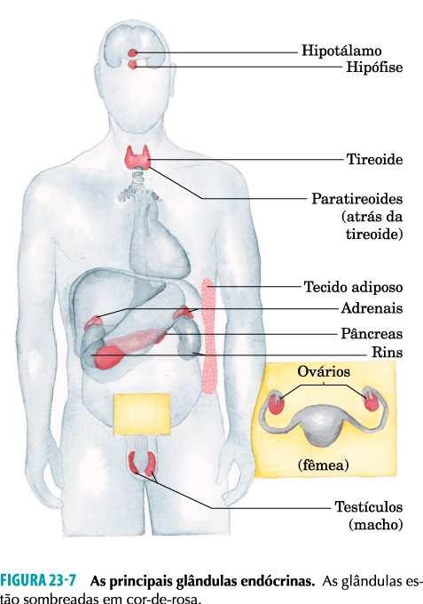 Hormônios