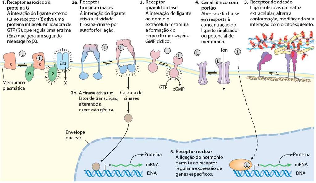 Transdução de sinais Os 6 mecanismos básicos A