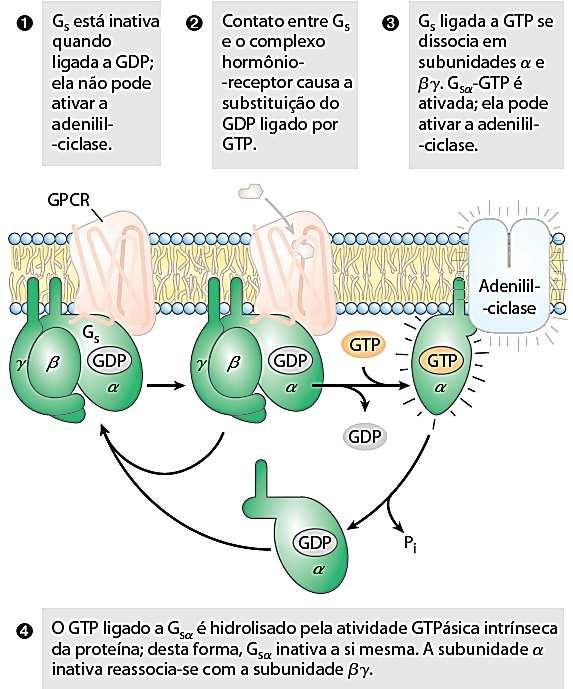 1) Receptores acoplados a Proteínas G Todo sistema de transdução de sinal tem um mecanismo de término de resposta Mecanismos de desligamento da ativação dos receptores β-adrenérgicos 1) Depende da
