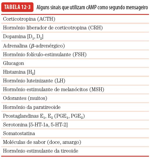 camp é um 2º mensageiro multifuncional Vários sistemas de transdução usam o camp camp ativa a CREB (camp response element binding protein) ativa