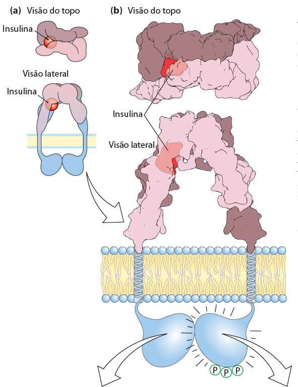 2) Receptores Tirosina-kinases (RTK) Domínio extracelular de interação com o ligante Domínio citoplasmático com atividade kinase - Conectados por um único