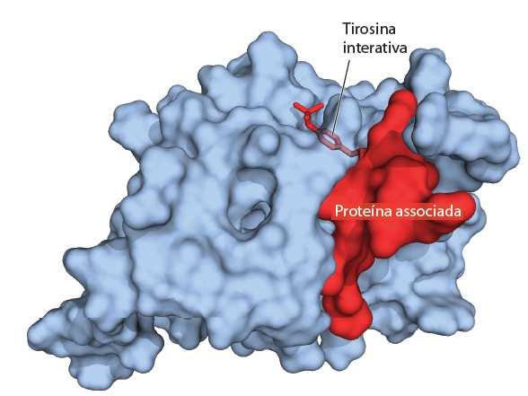 Proteínas adaptadoras Tema recorrente Fosforilação criam sítios de ancoragem em proteínas