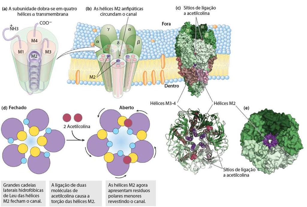 4) Receptores acoplados a canais iônicos Funcionamento do canal iônico de Na +, K + e Ca + ativado por acetilcolina Receptor nicotínico de acetilcolina - Sensível a nicotina - Sinapses e junções