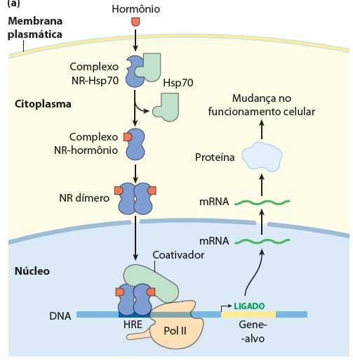 6) Receptores nucleares Ação hormônios esteroides, tireoidianos