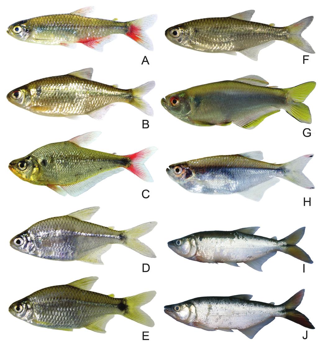 Ictiofauna da Estação Experimental Agronômica da UFRGS 39 13. Nadadeira dorsal com ii, 9 raios... 14 13. Nadadeira dorsal com ii, 8 raios... 26 14. Linha lateral completa... 15 (Astyanax) 14.