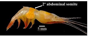 3 Fig 3A Vista lateral de um espécime de camarão Caridea até os 40m de profundidade. Os camarões Dendrobranchiata foram identificados de acordo com D Incao (1995) e Pérez Farfante & Kensley (1997).