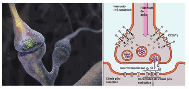 SINAPSE QUÍMICA Neurotransmissores: