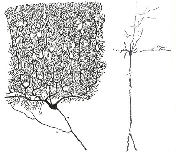 Árvore Dendrítica Neurônio Piramidal Córtex Cerebral Célula de