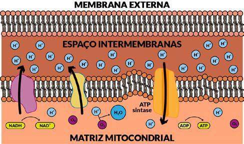 Agora, todos aqueles NADH e FADH 2 produzidos vão doar seus elétrons para uma cadeia de proteínas da membrana interna que vão usar a energia desses elétrons para gerar um gradiente de concentração de