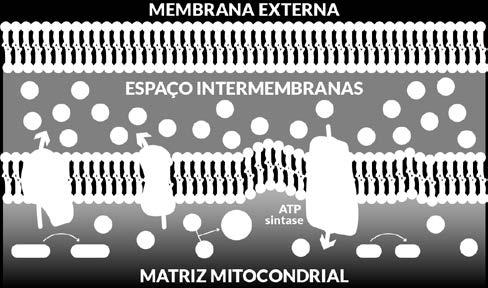 A diferença na concentração de H + entre a matriz mitocondrial e o espaço intermembranas (o gradiente eletroquímico de H + ) faz com que os íons H + queiram passar por difusão de volta para a matriz.