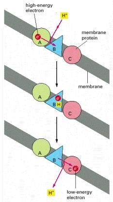 Os carreadores transportam os elétrons de alta energia oriundos do ciclo de Krebs para a região da membrana mitocondrial interna, onde ficam as enzimas da fosforilação