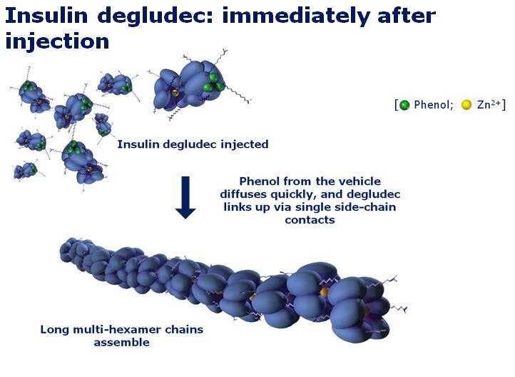 Insulina DEGLUDEC Heise T et al, Diabetologia 2010; 53(suppl 1): S387 Programa BEGIN 1) Zinman