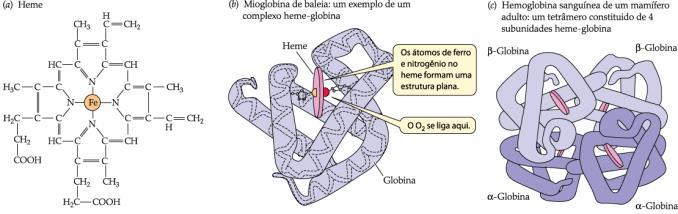 TRANSPORTE DE OXIGÊNIO NO SANGUE PIGMENTOS RESPIRATÓRIOS Invertebrados solução simples (sangue ou hemolinfa) Alguns têm pigmento respiratório disperso no sangue Vertebrados 0,2 ml de O 2 /100 ml de