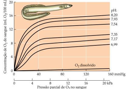 EFEITO DO PH E DIÓXIDO DE CARBONO Efeito Root: é a alta sensibilidade de peixes teleósteos ao efeito do CO2 e do ph na capacidade de transporte de oxigênio (libera O2);