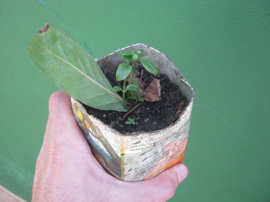 Plantar na terra comum ou terra vegetal sem soterrar o broto. Pode plantar com a folha ou destacar o broto da folha.