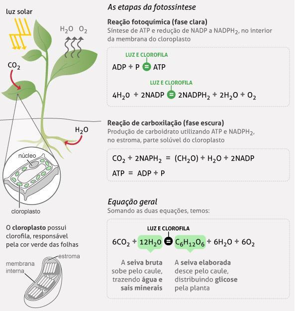 Para contribuir no entendimento das reações químicas que compõem a fotossíntese, leia o infográfico, o qual resume as duas fases da fotossíntese.