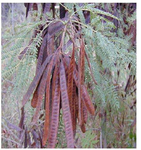 Leucaena leucocephala Leguminosa arbórea tropical com maior