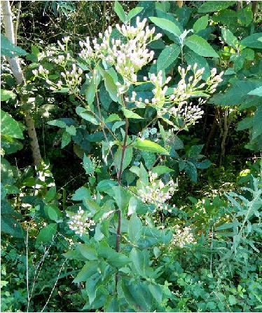 Mata-pasto Eupatorium laevigatum Eupatorium maximilianii Família Asterácea Arbusto Reprodução por sementes Grandes infestações dominam os pastos Controle: Fluropixir (Starane 200 ) Pósemergência-