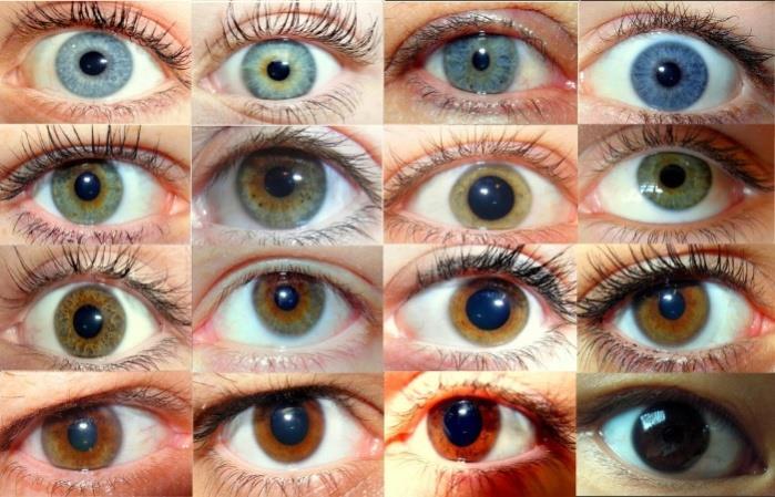 de acordo com o quadro a seguir; Coloração dos olhos Em 1907, foi proposto o primeiro modelo explicativo para a herança da cor dos olhos. A cor dos olhos é determinada por um par de genes alelos.