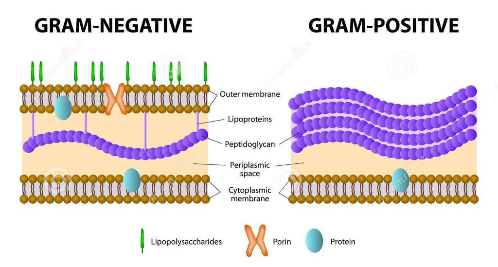 A composição da parede celular difere entre bactérias gram-positivas e gramnegativas, conforme esquematizado na Figura 4.