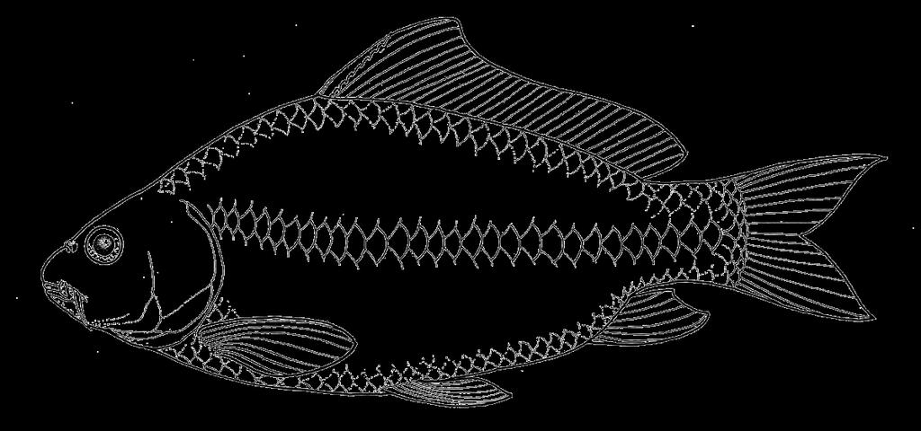 Originários do continente Asiático, onde são muito diversos, os Cypriniformes não ocorrem naturalmente na América do Sul, nem