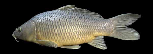 Peixes do baixo rio Iguaçu Cyprinus carpio Linnaeus, 1758 Carpa-comum Comprimento padrão 274,0 mm Região superior do corpo acinzentada. Ventre esbranquiçado ou amarelado.